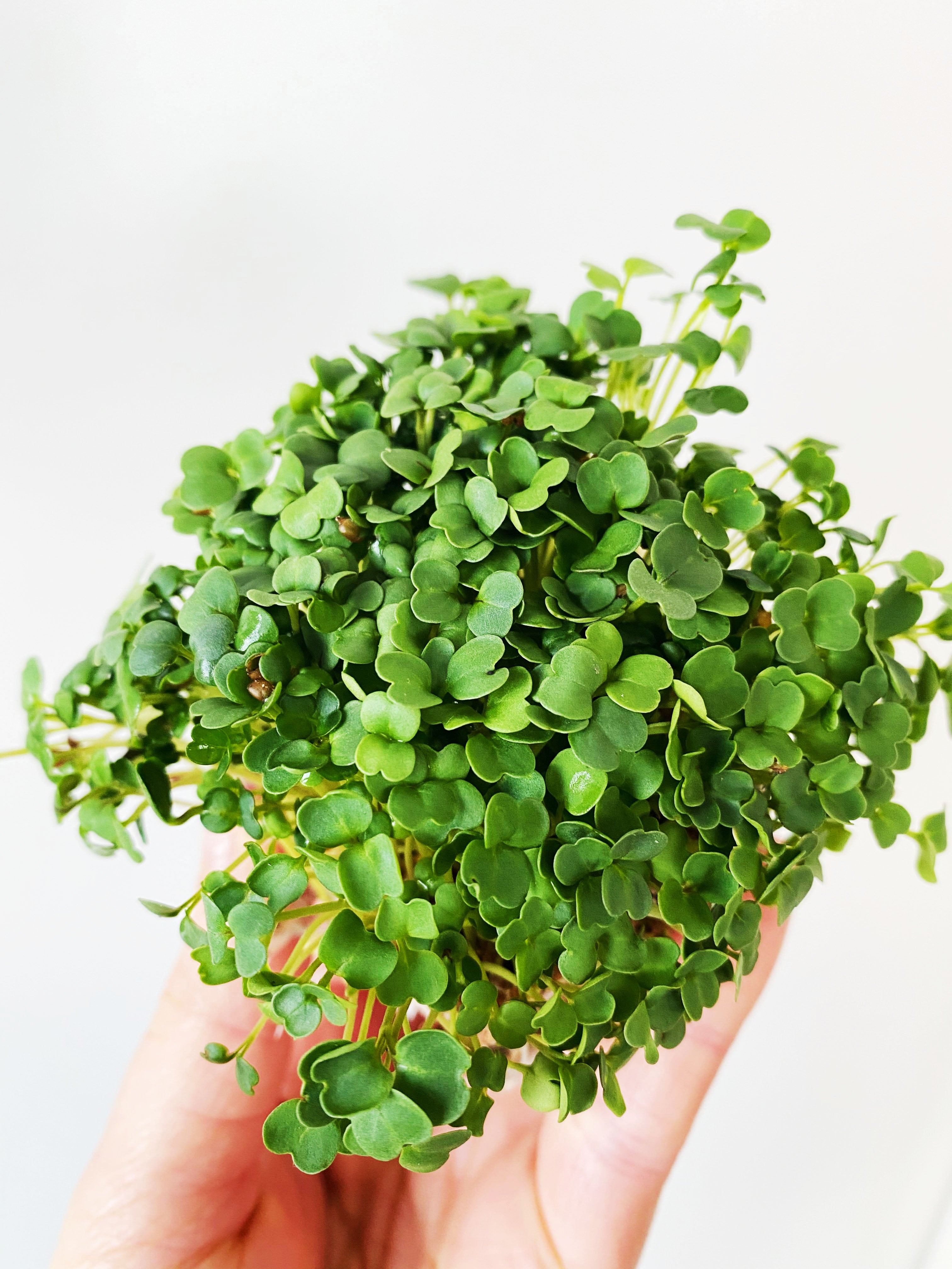 Microgreens Brokkoli