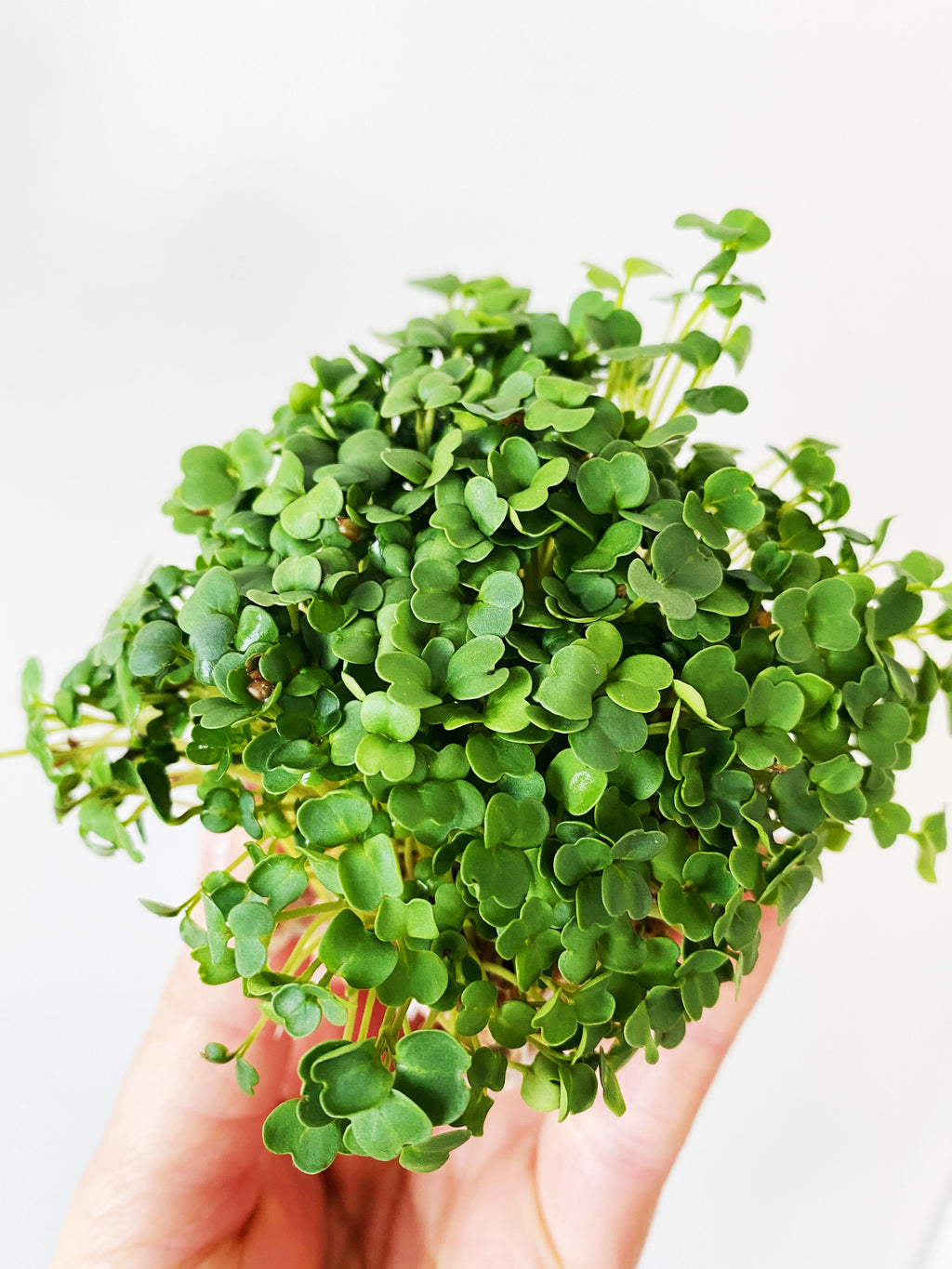 Microgreens Rucola
