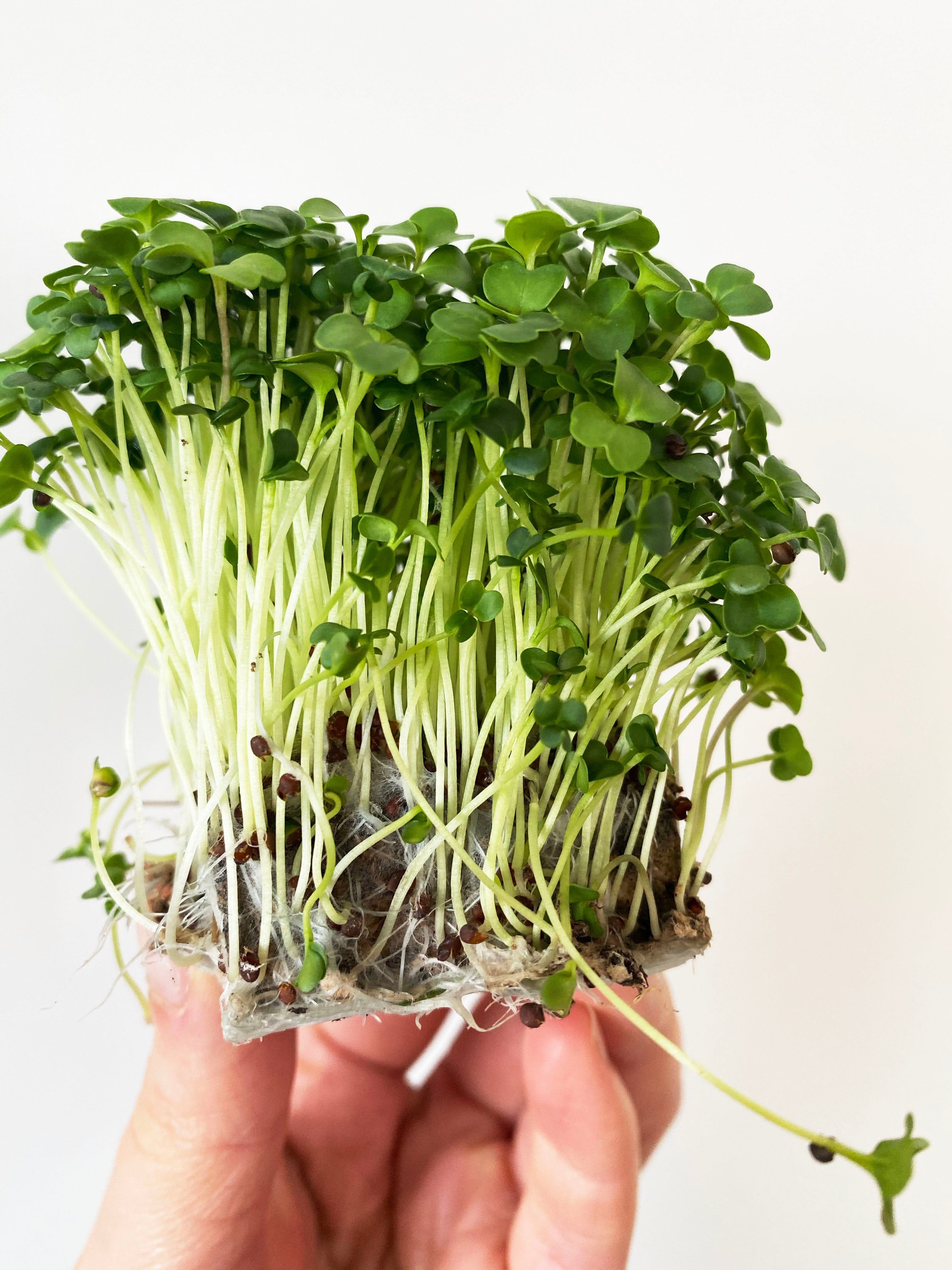 Microgreens Vielfalt Set 3-Pack
