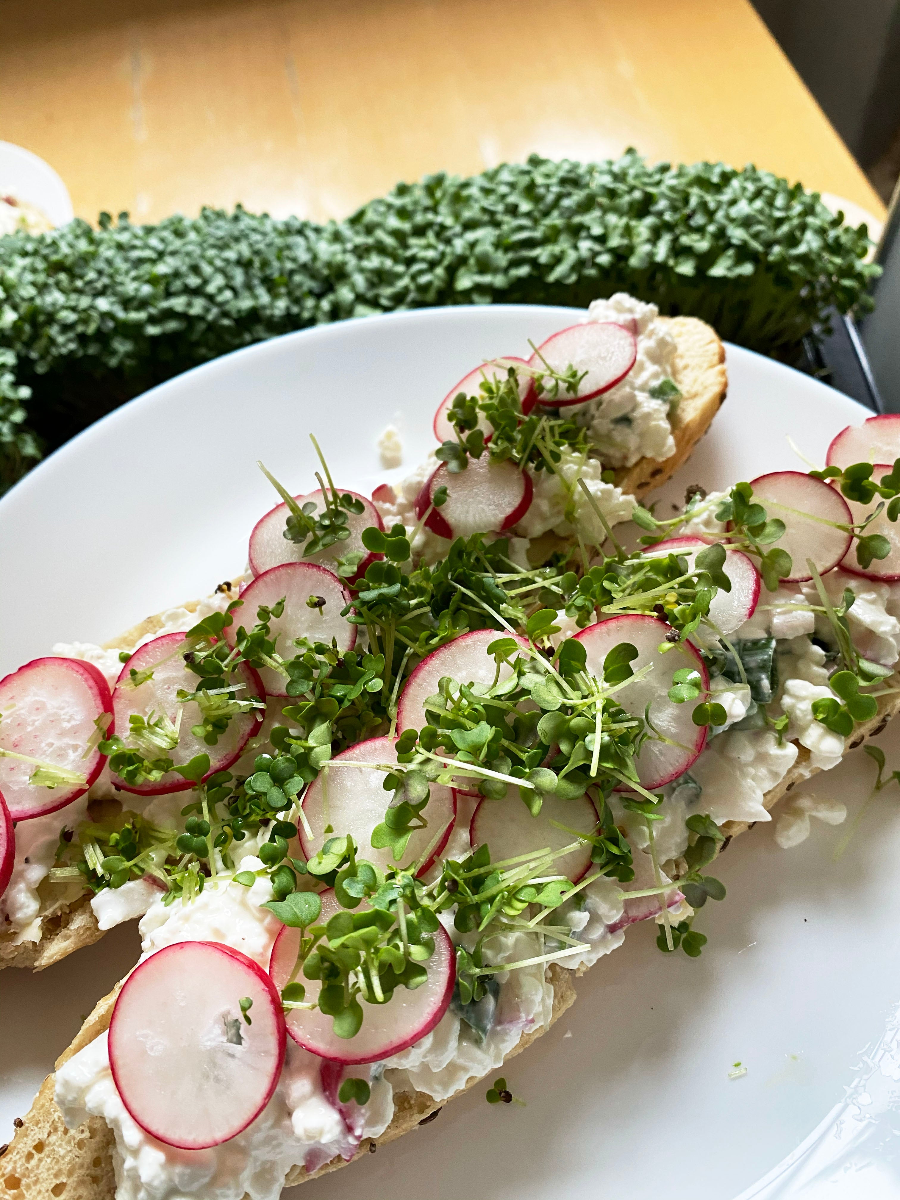 Microgreens Vielfalt Set 3-Pack